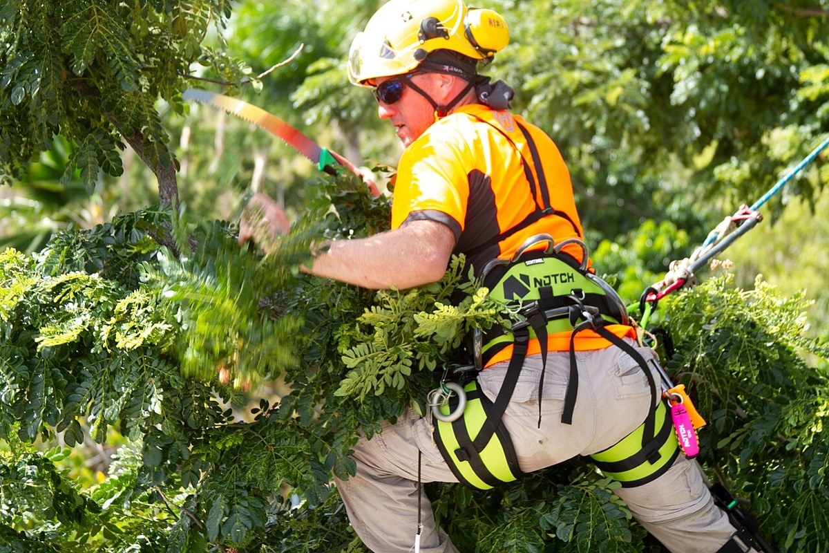 Arborist secured by climbing equipment uses a hand saw to prune a tree