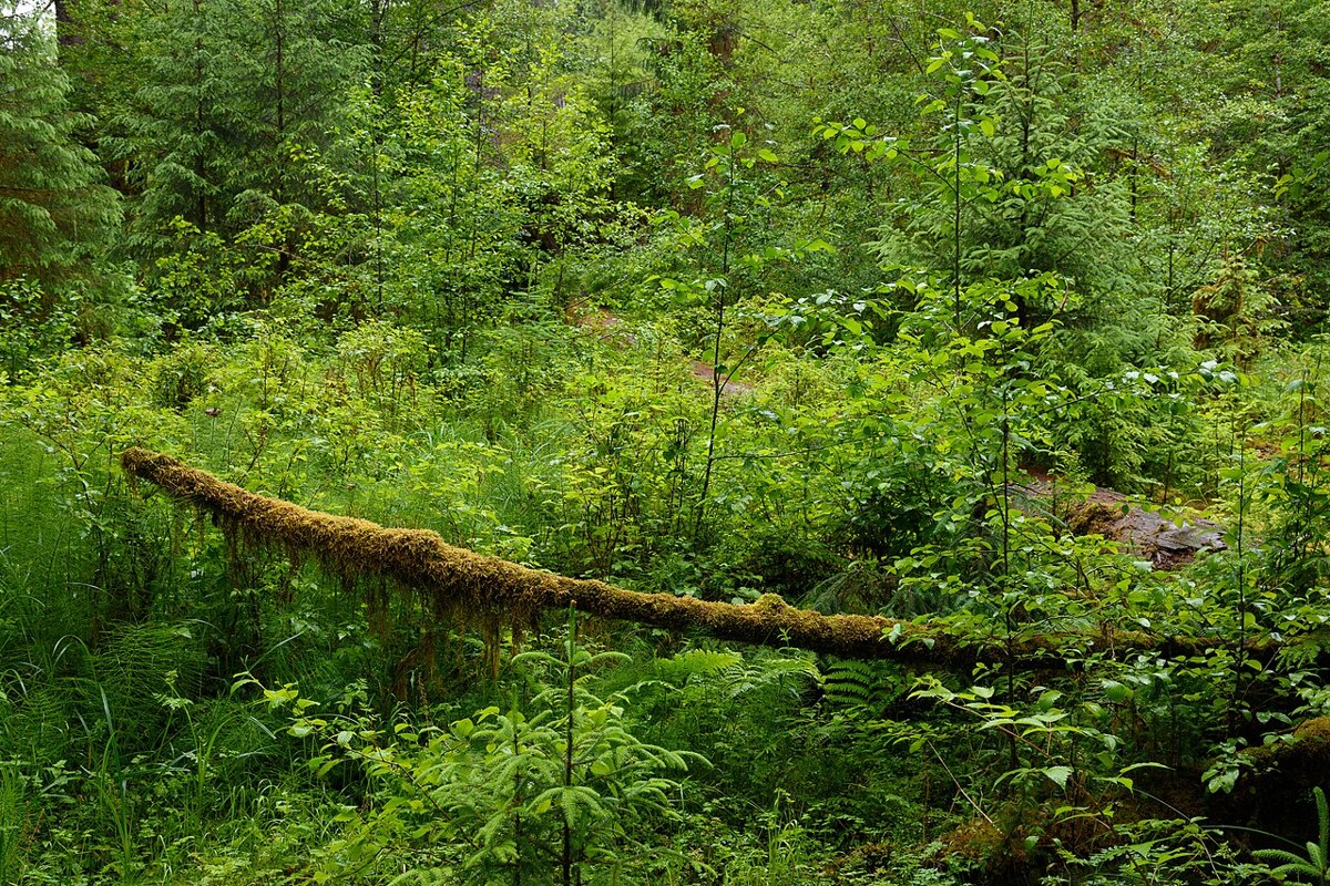 Moss-covered trees and fallen log in the Hoh Rain Forest