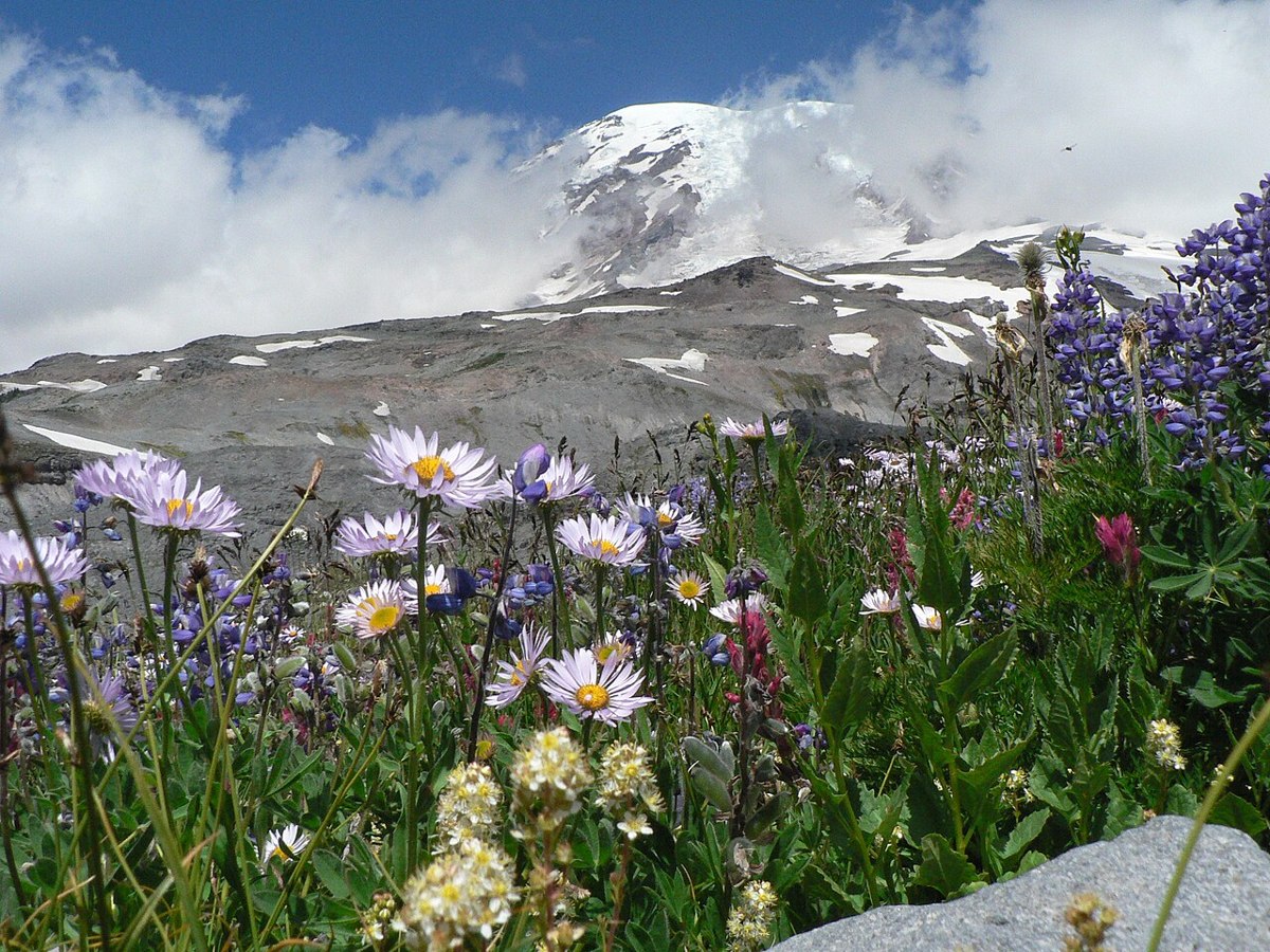 Purple and pink wildflowers beneath snow-covered Mount Rainier