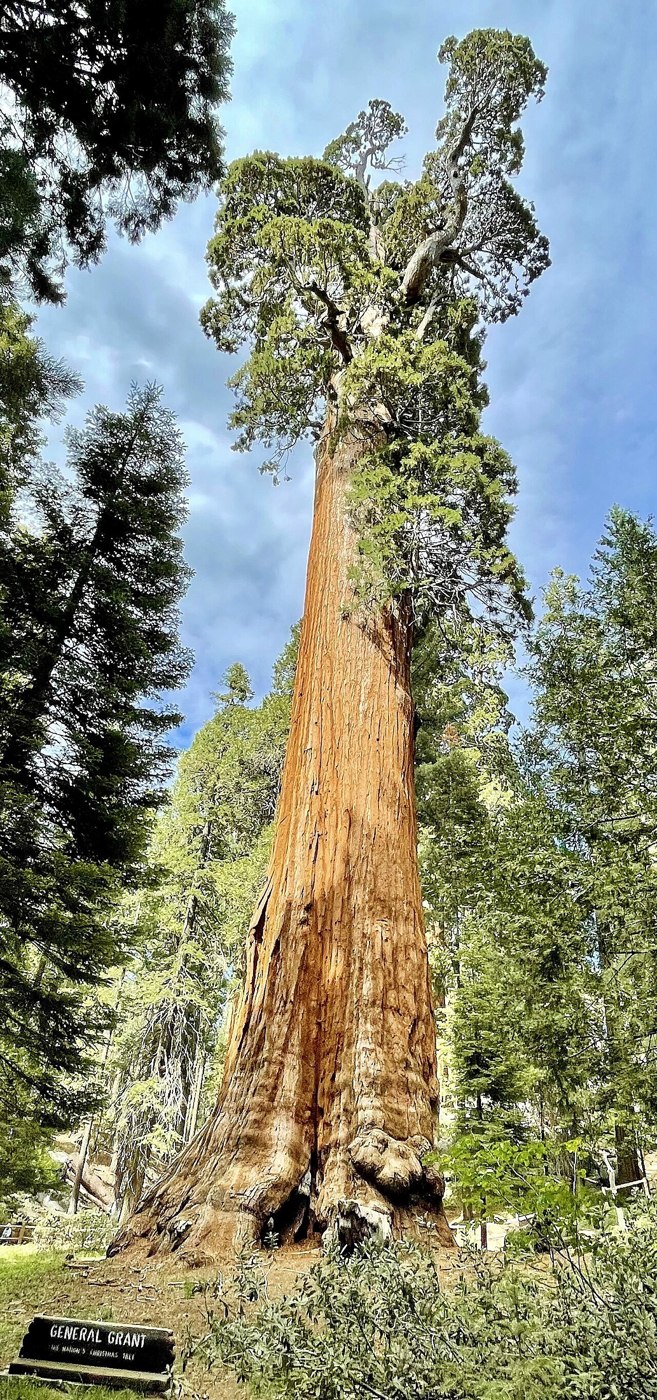 Full height of the General Grant giant sequoia