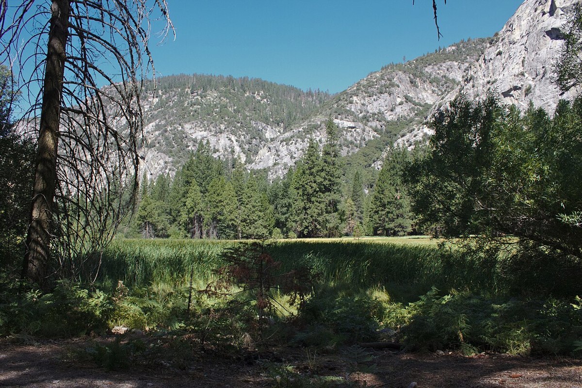 Green Zumwalt Meadow below granite cliffs
