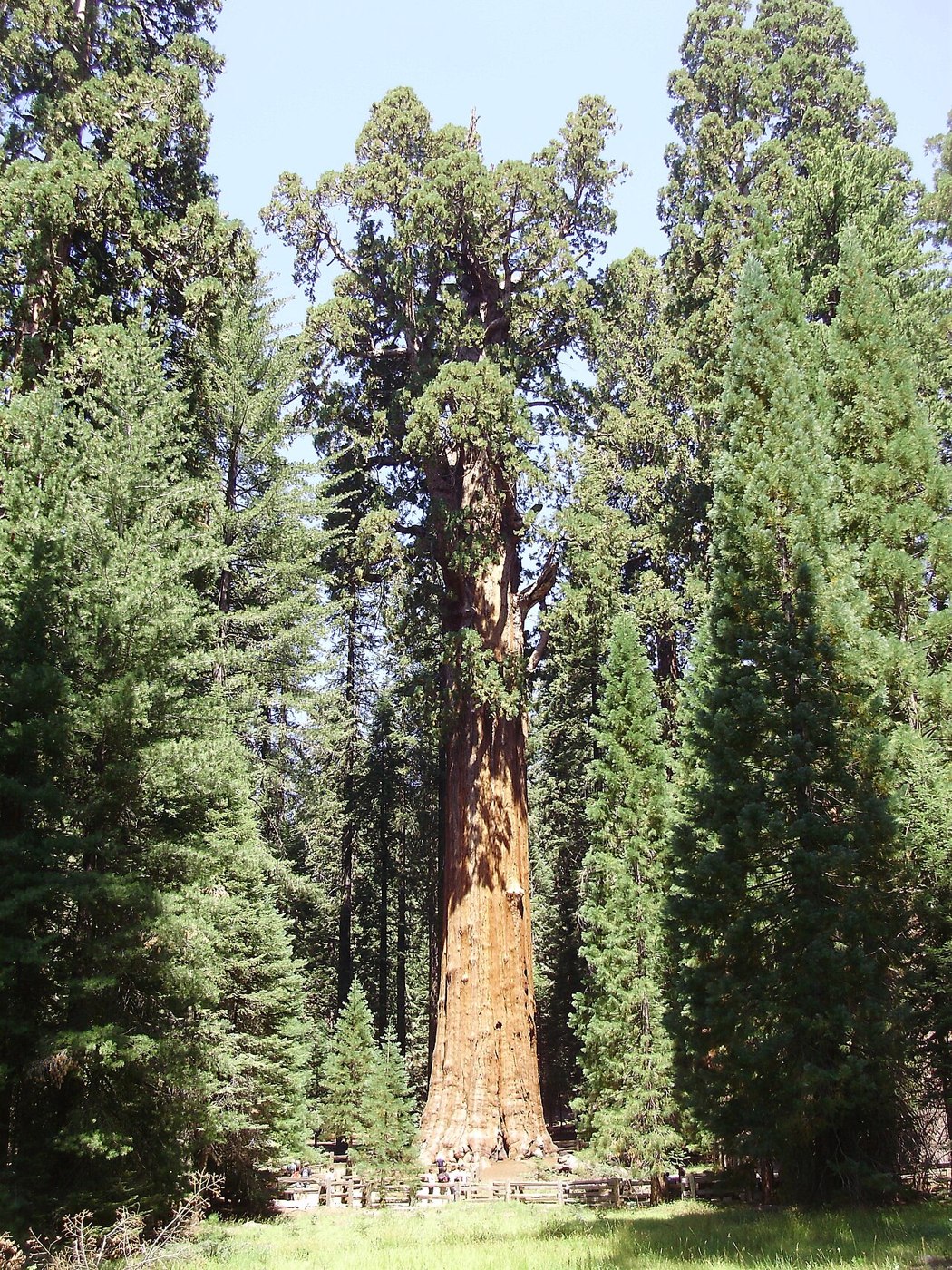 General Sherman giant sequoia towering above visitors