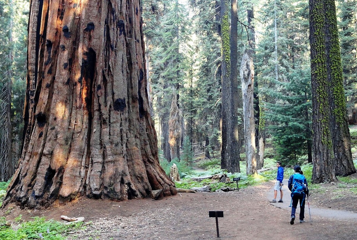 Visitor beside a giant sequoia trunk on the Congress Trail