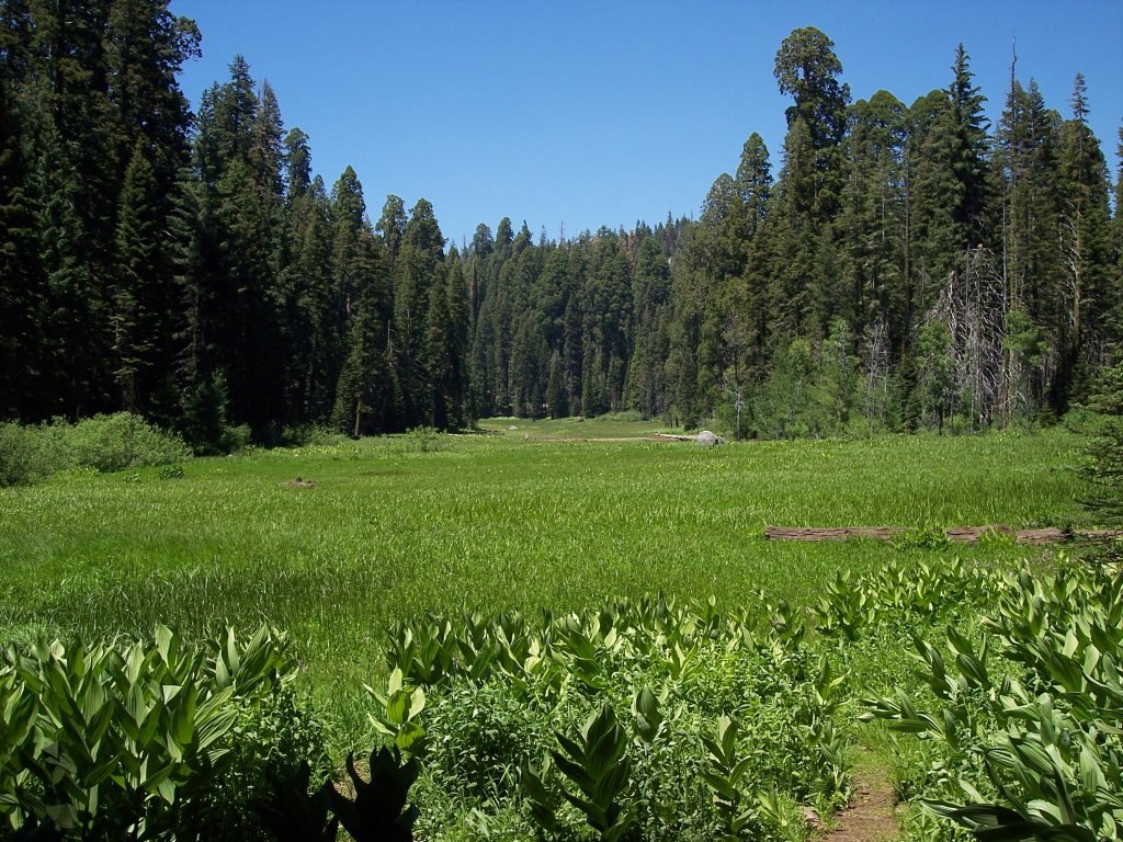 Green Crescent Meadow surrounded by tall forest