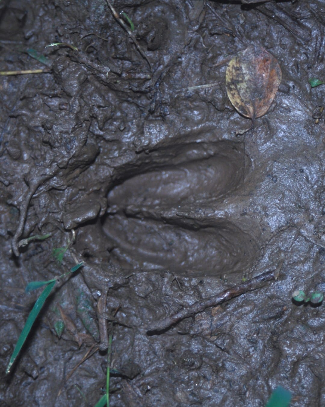 A white-tailed deer hoofprint pressed into wet mud