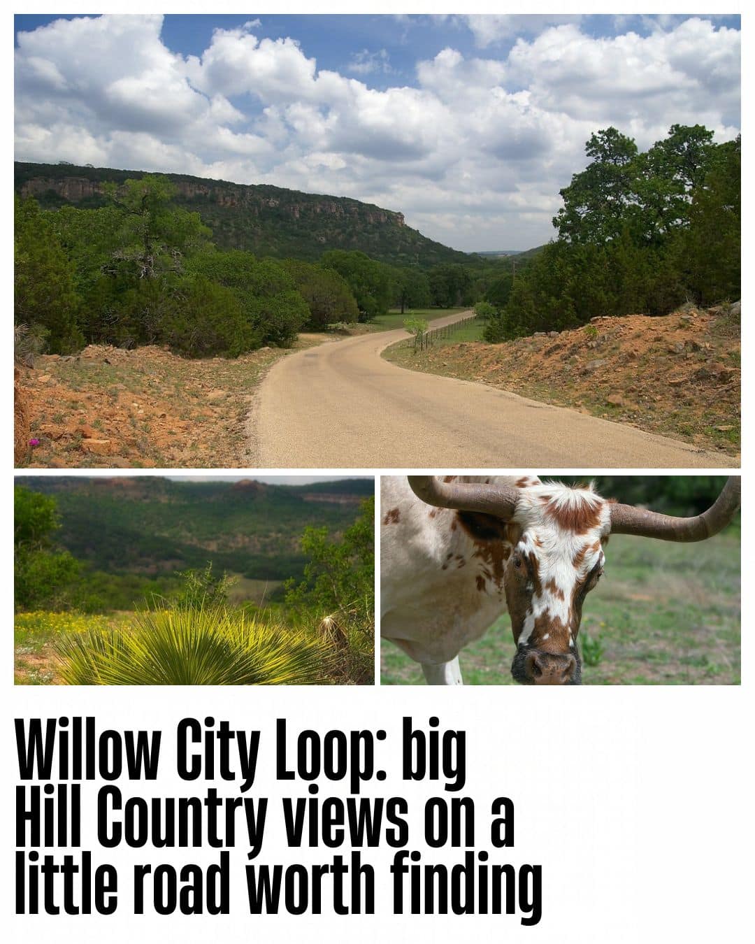 Willow City Loop curves below the hills, with yucca and a longhorn photographed along the loop.