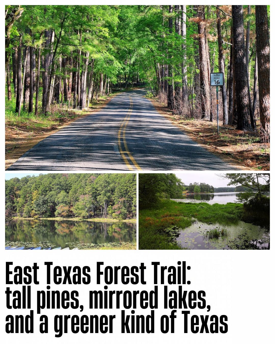 Optional Forest Trail stops: Park Road 16 in Tyler State Park, plus lake and wetland views at Daingerfield State Park.