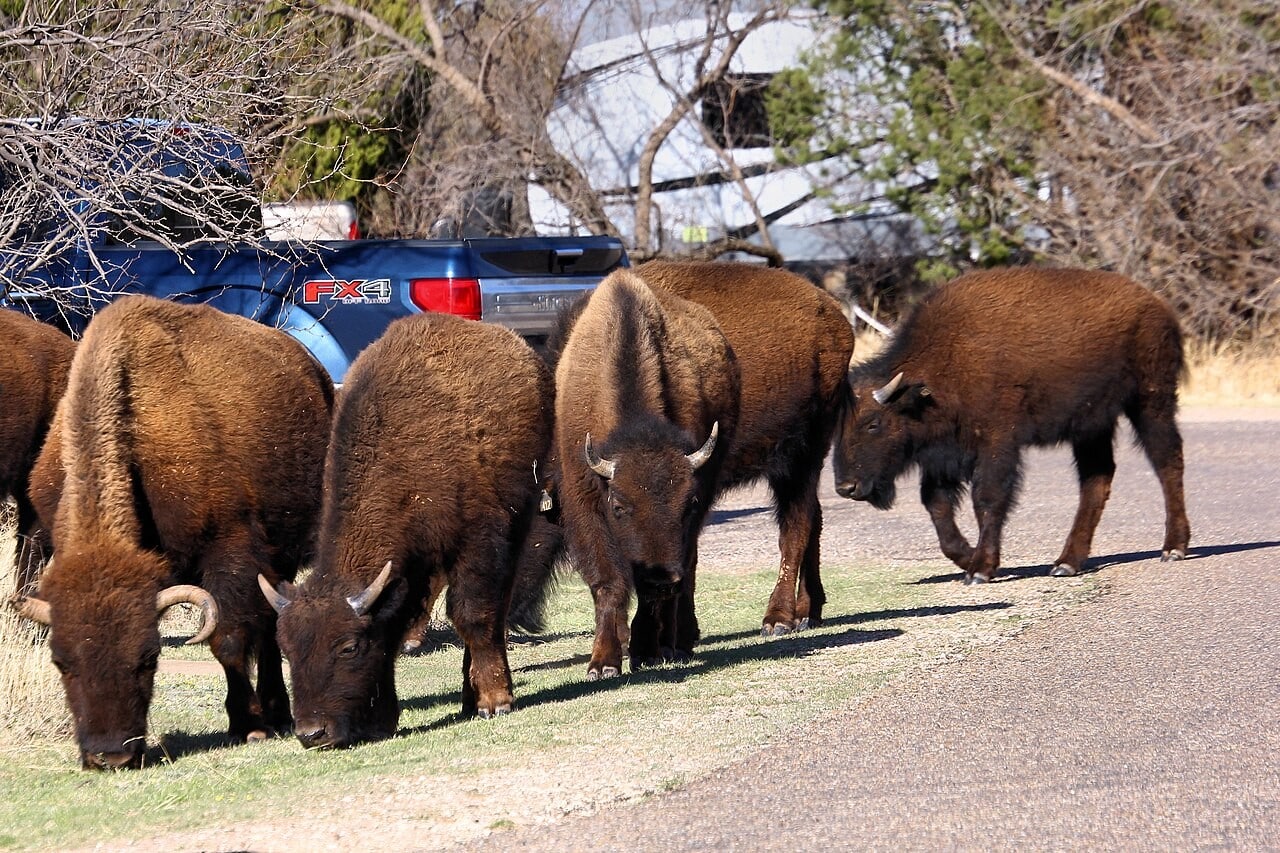 Bison roam Caprock Canyons. Give them space and let them move on in their own time.