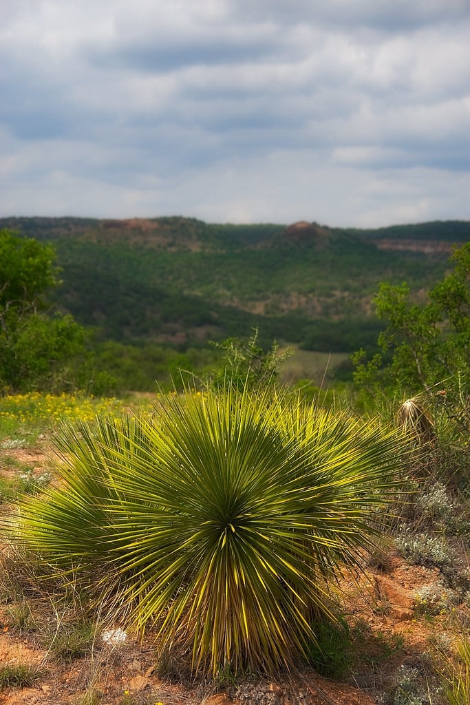 Yucca, rocky slopes, and ranch country give Willow City Loop appeal beyond the bluebonnet season.
